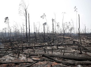 Hutan Amazon Terbakar Gara-gara Produksi Daging Sapi?