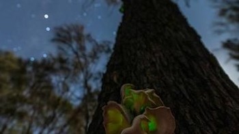 Pemenang kategori Botanical: Marcia Riederer, Victoria. Canon 5D Mk IV, Samyang 14mm, 30, f/2.8, ISO 3200, Manfrotto tripod. Foto: Australian Geographic Nature Photographer of the Year