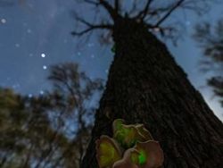 Karya Mencengangkan Jawara Kontes Foto Alam Australia