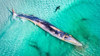 Pemenang Utama: Matt Beetson. DJI Phantom 4 Pro Drone, 24mm, 1/500, f/5.6, ISO 100, 118m high, filmed with permission DPAW. Foto: Australian Geographic Nature Photographer of the Year