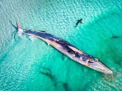 Karya Mencengangkan Jawara Kontes Foto Alam Australia