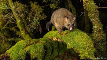 Pemenang kategori Portfolio: Charles Davis, New South Wales. Nikon D850, Nikon 24–70 f2.8, 1/80, f/5.0, ISO 3200, Nikon SB5000, RRS TVC33 tripod, BH55 ball head. Foto: Australian Geographic Nature Photographer of the Year