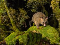 Karya Mencengangkan Jawara Kontes Foto Alam Australia