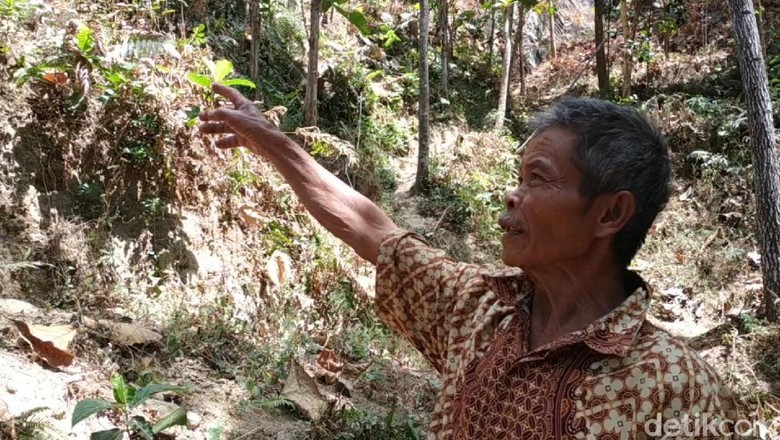 Jejak Harimau Teror Warga Pacitan, Begini Kesaksiannya Jejak Harimau Teror Warga Pacitan, Begini Kesaksiannya