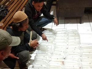 Polres Sukabumi Gagalkan Penyeludupan Benur Senilai Rp 27 Miliar