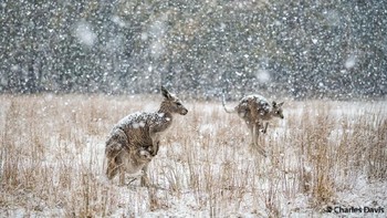 Pemenang kategori Portfolio: Charles Davis, New South Wales. Nikon D850, Nikon 24–70 f2.8, 1/1000, f/2.8, ISO 500. Foto: Australian Geographic Nature Photographer of the Year