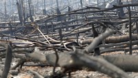 Kebakaran di Amazon hingga kini sudah meningkat 83 persen dibandingkan dengan periode yang sama tahun lalu. REUTERS/Ueslei Marcelino.