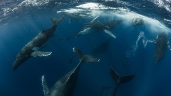 Pemenang kategori Animal Behaviour: Scott Portelli, New South Wales. Canon 1DX Mk II, Canon 8–15mm fisheye, 1/320, f/8, ISO 200. Foto: Australian Geographic Nature Photographer of the Year