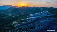 Sebagian besar pembangkit listrik fotovoltaik skala besar yang ada dimiliki dan dioperasikan oleh produsen listrik independen. Xinhua/Mou Yu.