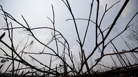 Kebakaran tersebut menghancurkan wilayah luas hutan, yang vital untuk melawan perubahan iklim global. REUTERS/Ueslei Marcelino.