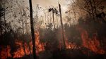 Hutan Amazon Membara dan Merana