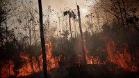 Api malahap pohon-pohon di alam hutan. REUTERS/Ueslei Marcelino.