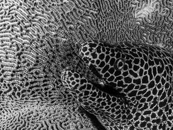 Karya Mencengangkan Jawara Kontes Foto Alam Australia