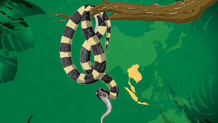 Tentang Bisa Ular Sangat Mematikan Yang Tewaskan Suami Istri