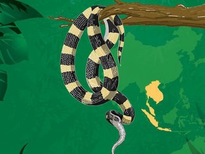 Belum Ada Antivenom di RI, Ini 4 Kisah Korban Tewas Ular Welang-weling