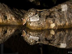 Karya Mencengangkan Jawara Kontes Foto Alam Australia