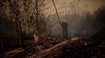 Hutan Amazon Membara dan Merana