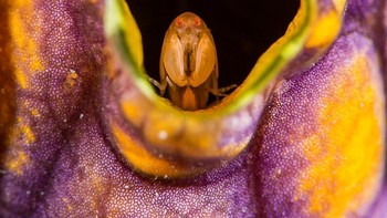 Pemenang kategori Animal Habitat: Richard Smith, Inggris. Nikon D800, Nikkor 105mm macro, 1/125, f/14, ISO 100, twin INON Z240 strobes, handheld, Subal underwater housin. Foto: Australian Geographic Nature Photographer of the Year