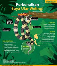 Gigitan Ular Weling Renggut Nyawa Balita Cirebon