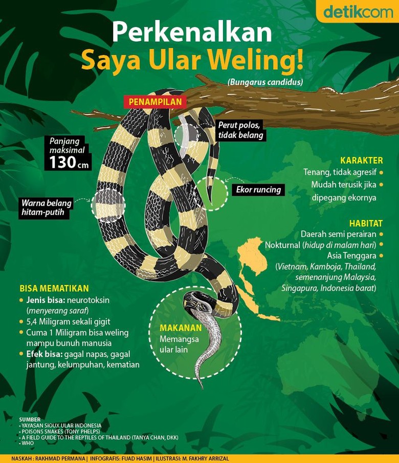 JUDI ONLIE Perkenalkan, Saya Ular Weling!