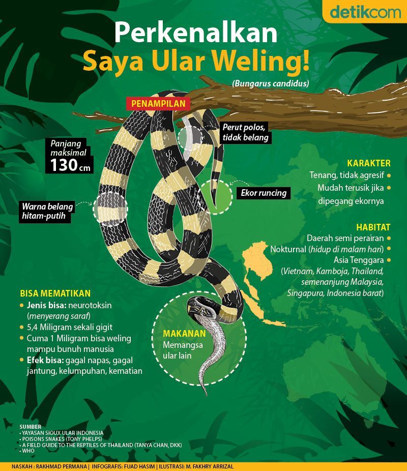 Perkenalkan, Saya Ular Weling! (Infografis detikcom)