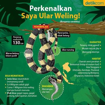 Perkenalkan, Saya Ular Weling! (Infografis detikcom)