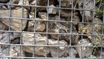 Potret Batu Karang yang Ada di Instalasi Gabion Bundaran HI