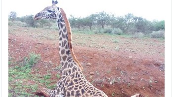 Satu lagi sindiran ke arah performa Ashley Young yang main di posisi bek kiri MU. (Foto: Internet/Twitter)