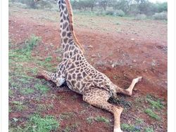 Ragam Meme Manchester United Dikalahkan Crystal Palace