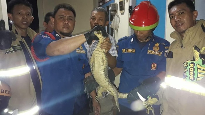 Biawak 1,5 Meter Nangkring di Plafon Rumah Atun