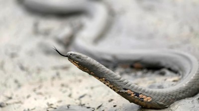 Potret Dramatis Ular Bertahan di Tengah Kebakaran Hutan Amazon