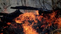 Api terus berkobar membakah pohon dan ilalang di hutan Amazon. Reuters/Ueslei Marcelino.