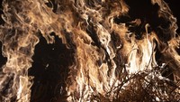 Institut Nasional untuk Penelitian Luar Angkasa (INPE) melaporkan ada peningkatan 80% kebakaran hutan di Amazon dengan 72.843 insiden pada tahun ini. AP/Leo Correa.