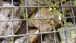 Potret Batu Karang yang Ada di Instalasi Gabion Bundaran HI
