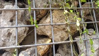 Pemerhati lingkungan Riyanni Djangkaru mempersoalkan material instalasi Gabion di Bundaran HI, Jakarta Pusat. Riyanni mengktirik adanya terumbu karang yang dilindungi.