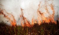 Kisah Sedih Suami Istri Meninggal Karena Kebakaran Hutan Amazon