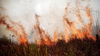 Kebakaran hutan hujan Amazon disebut telah mencapai rekor terparah tahun ini. Pusat Penelitian Luar Angkasa Brasil, INPE mencatat 72.843 titik api terdeteksi. Reuters/Ueslei Marcelino.