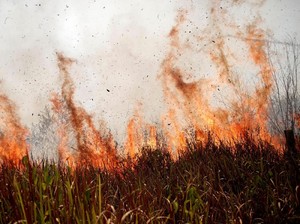 Brasil Tolak Bantuan Negara G7 Untuk Perangi Kebakaran Hutan Amazon