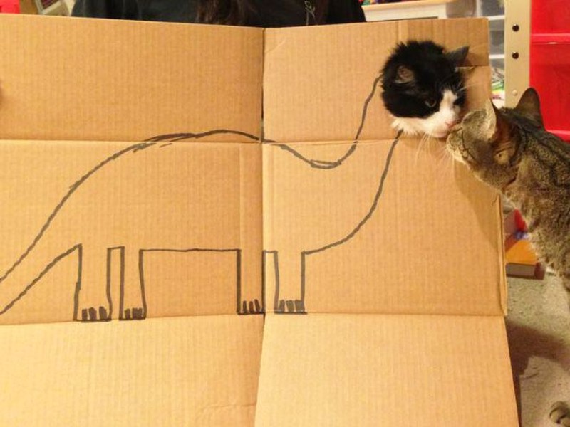 kucing cardboard