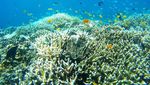 Potret Great Barrier Reef yang Memukau Tapi Terancam Rusak