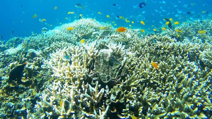 Great Barrier Reef