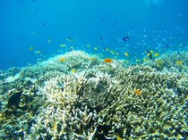 3 Wisata Menakjubkan di Cairns dan Cara ke Sana