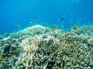 Perusahaan Diving Dituding Rusak Terumbu Karang di Sabang