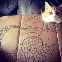 kucing cardboard