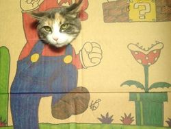 Kocak! Ketika Kucing Dipadu dengan Gambar di Kardus