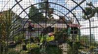 Saat memasuki restoran kamu akan melewati taman burung di kanan dan kiri jalan, lalu terlihat area restoran outdoor dan indoor. (Tasya/detikcom)