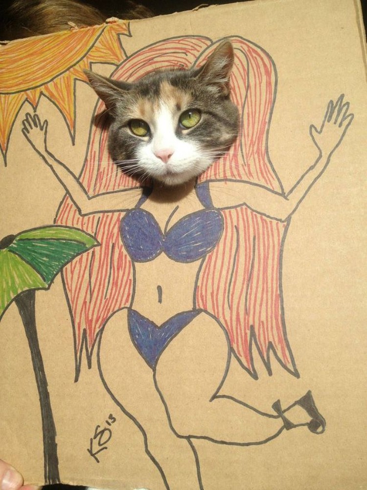 kucing cardboard