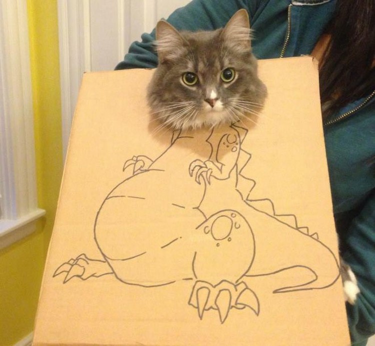 kucing cardboard