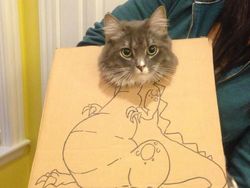 Kocak! Ketika Kucing Dipadu dengan Gambar di Kardus