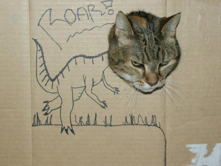 kucing cardboard